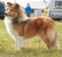 Nuch North Sheltie´s Wine N Roses
