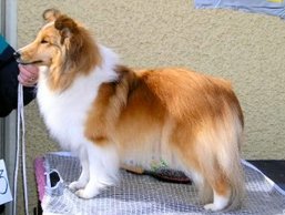 INT N Cz Uch North Sheltie´s Simply Special