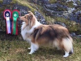 Nuch North Sheltie´s Ring Of Roses